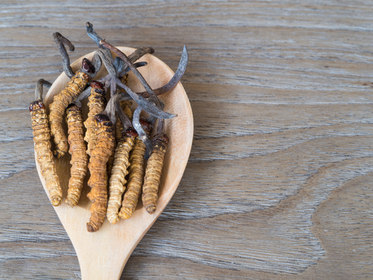 Cordyceps sinensis im Portrait