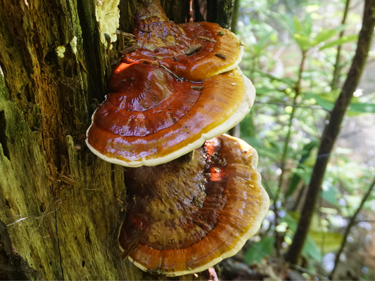 Reishi im Portrait