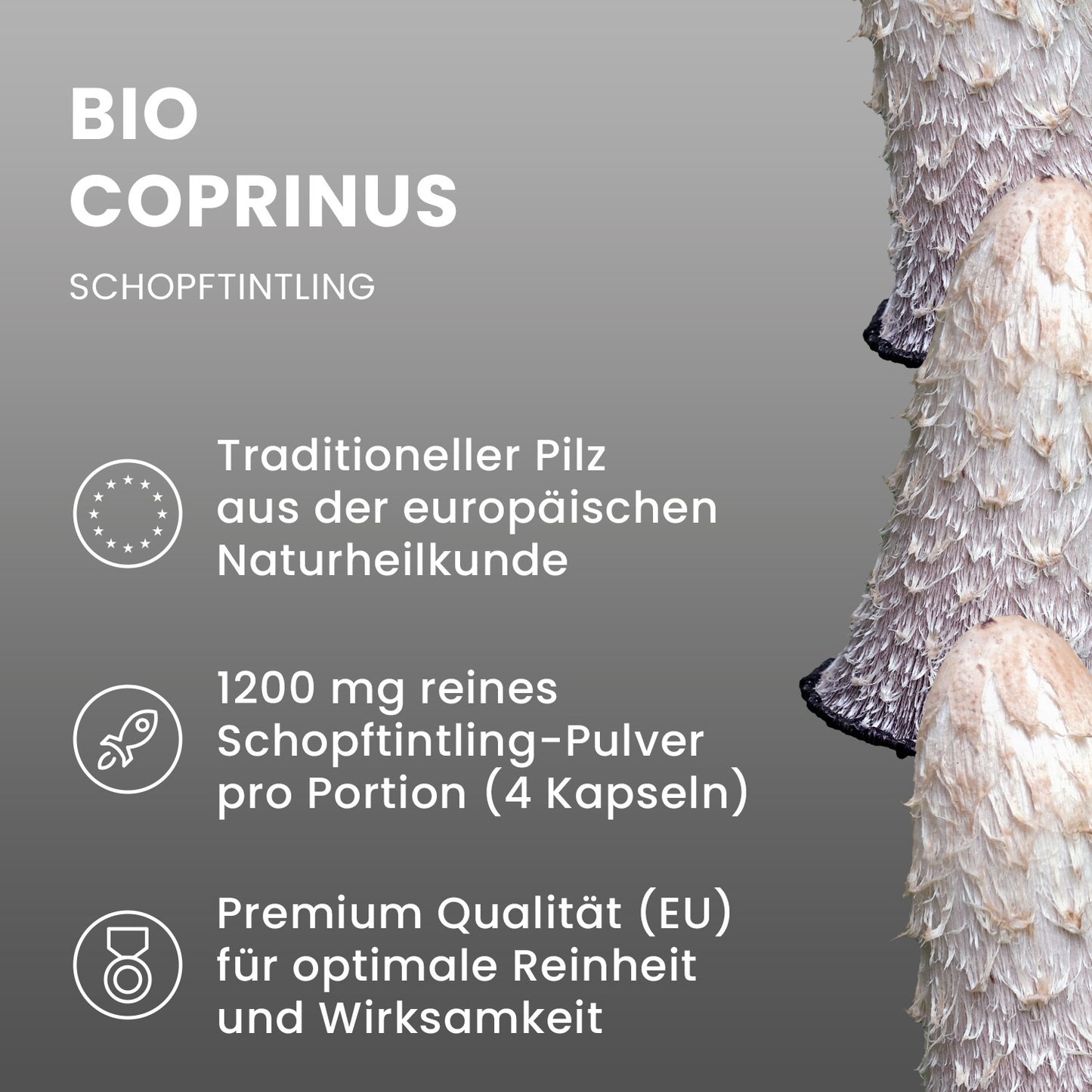 Bio Coprinus (Schopftintling) Pulver Kapseln 120 Stk