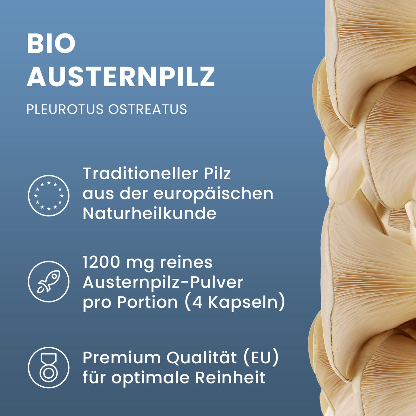 Bio Austernpilz (Pleurotus ostreatus) Pulver Kapseln 120 Stk
