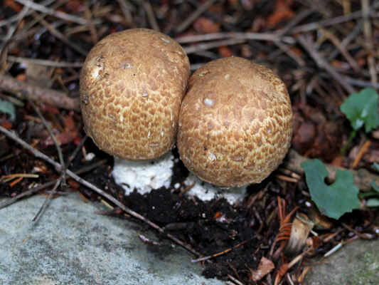 Agaricus blazei Murrill im Portrait