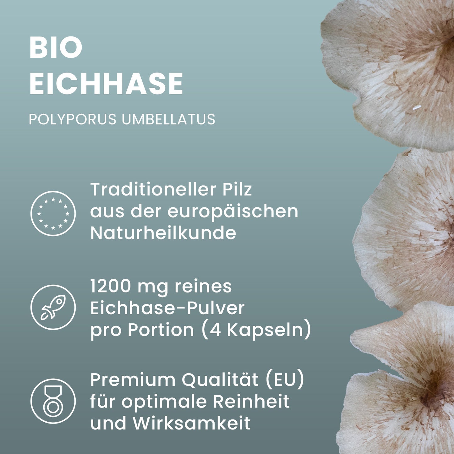 Organic Eichhase (Polyporus) powder capsules 120 pieces