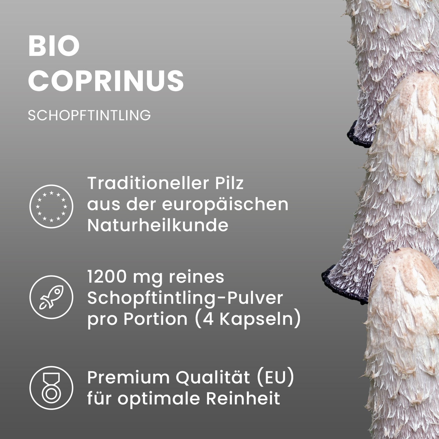Bio Coprinus (Schopftintling) Pulver Kapseln 120 Stk